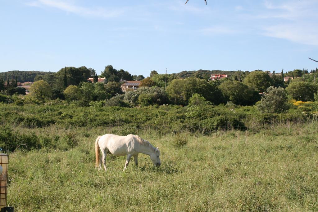 Mas Des Petits Loups Villa Cabrières Kültér fotó